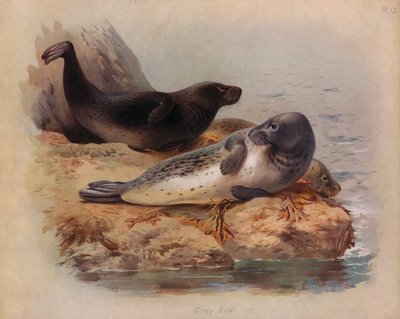 Foca Gris de Archibald Thorburn